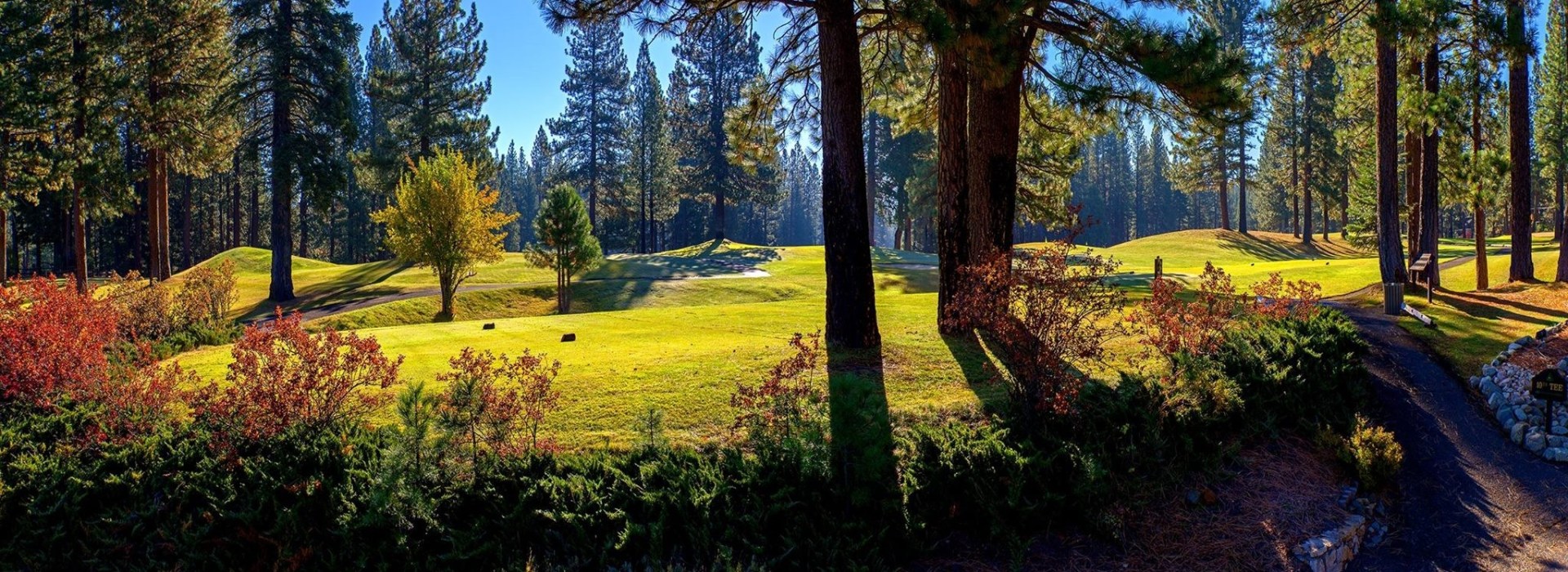 forest in golf course trees